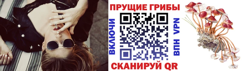 что такое наркотик  Староминская  Псилоцибиновые грибы Psilocybe 